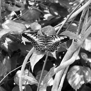 5:31 am freestyle (Explicit)