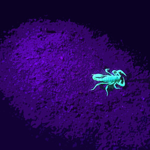 Sheep in Wolves Clothing