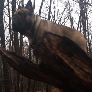 Soberman - Jak buldog francuski (Instrumental|Explicit)