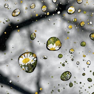 Chamomile Rain