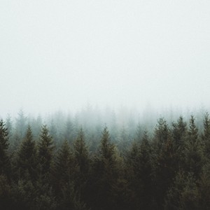 Forgt - Over The Trees