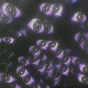 Within The Darkness There's Always Something Beautiful (Explicit)