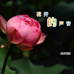 花开的声音