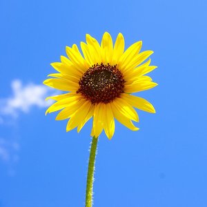 曾经的王者 (Remix)