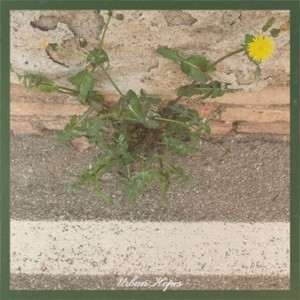 Outside Looking In 05