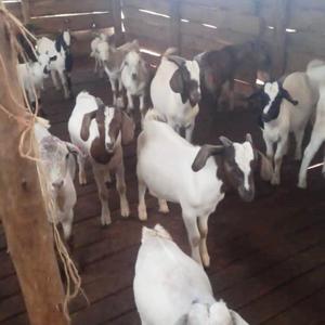 HALAL AT 1AM (feat. Tone, Von, Shane, Mat & Jada) (Explicit)