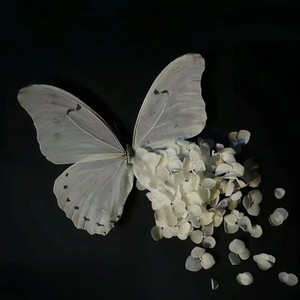 精卫（万物终归向海）封面