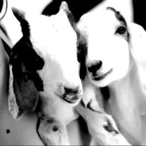 Everyone 2 (feat. Rojuu, Don Pollo, ElRubiusOMG, Zaza El Italiano, SickJau, ShadowStep & Saiđ Lzxx) (A cabritas) (Explicit)