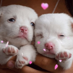 i still chooz (Explicit)