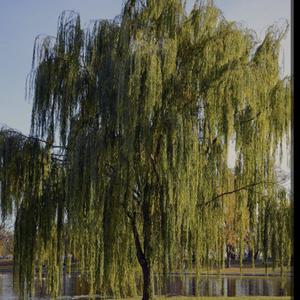 WEEPING WILLow (Explicit)