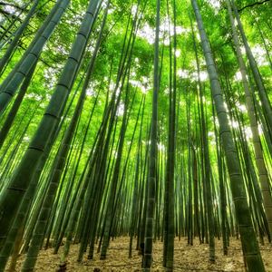 Rainfall in the Jungle Sound(Sleep & Relax Sound Loopable)