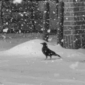 BAD ADVICE (Explicit)