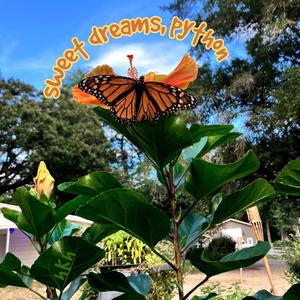 sweet dreams, python