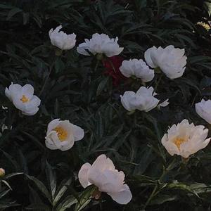 泊秦淮（难听别点 怕吓哭你）