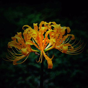 flowering