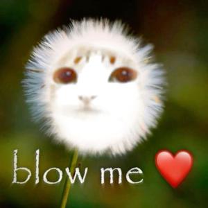 blow me
