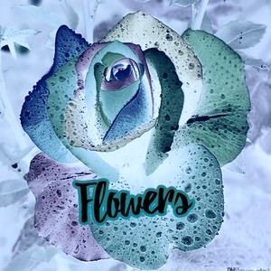 Flowers (Explicit)