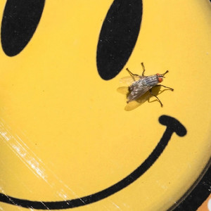 Весна (Трэп|Explicit)