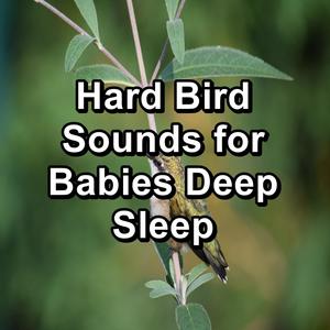 Hard Bird Sounds for Babies Deep Sleep