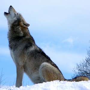 南溪以南 - 白鲸