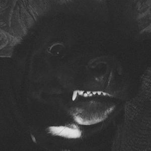 All dawgs break out the cage (Explicit)