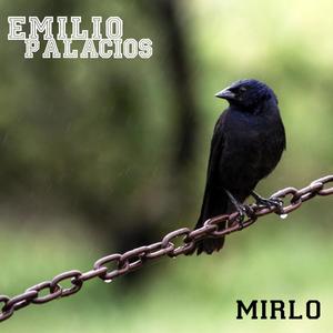 Mirlo