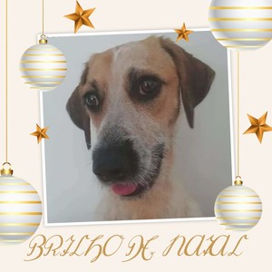 Brilho De Natal