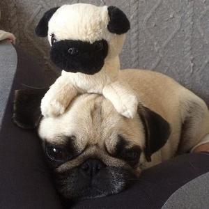 i just needed my stuffed animal