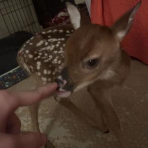 DOUBLE SHOT (feat. tempted2die, Y8TI & ABYSSELL) (Explicit)