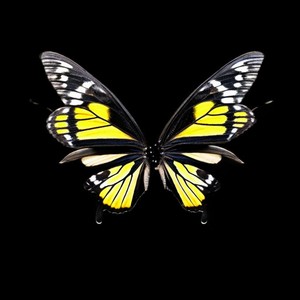 Cincuenta Cosos (Anuel) (Explicit)