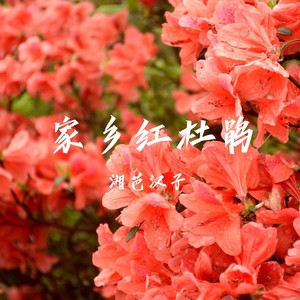 家乡红杜鹃