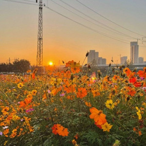 五百年桑田沧海 (Inst.)