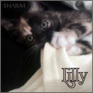 Lilly