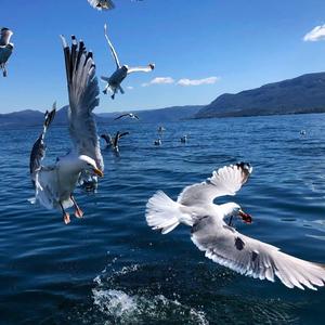 Zara Larsson-Lush Life (念宸 remix)