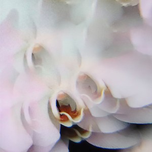 Whatever You Need (Dntel Remix)