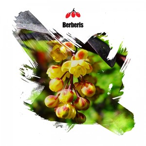 The Garden (Original Mix)