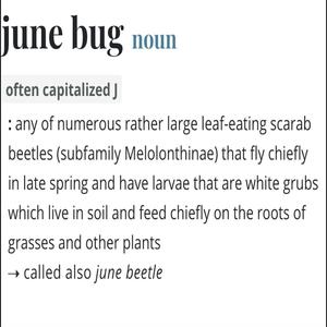 JUNEBUG (Explicit)