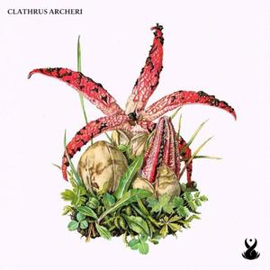 Clathrus Archeri