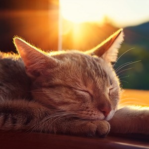 Ritmos Suaves Para Gatos Calmos En Las Noches