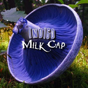 Indigo Milk Cap
