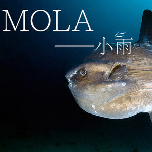 MOLA