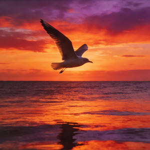 礁岩鸥影 (伴奏)