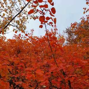 日本艺术歌曲《花》