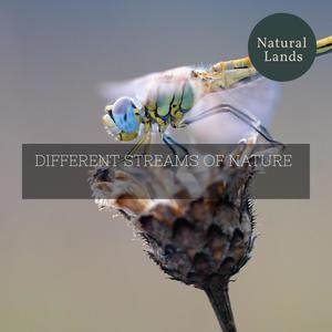 Different Streams of Nature