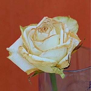 zerfall (feat. weezylou) (Explicit)