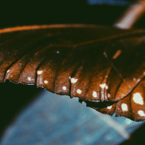 Se Essa Noite Falasse