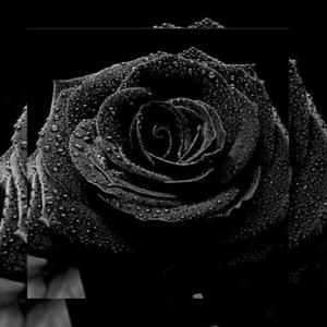 Blacc Rose (feat. RDM TRAPPA) (Explicit)