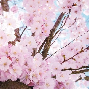 四月樱花封面
