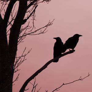 Two Crows