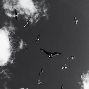 Freestyle 5 (Explicit)